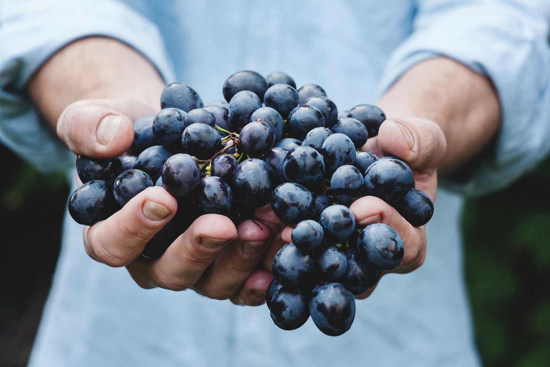 Grapely: la startup del Duero que simplifica las etiquetas electrónicas de vino