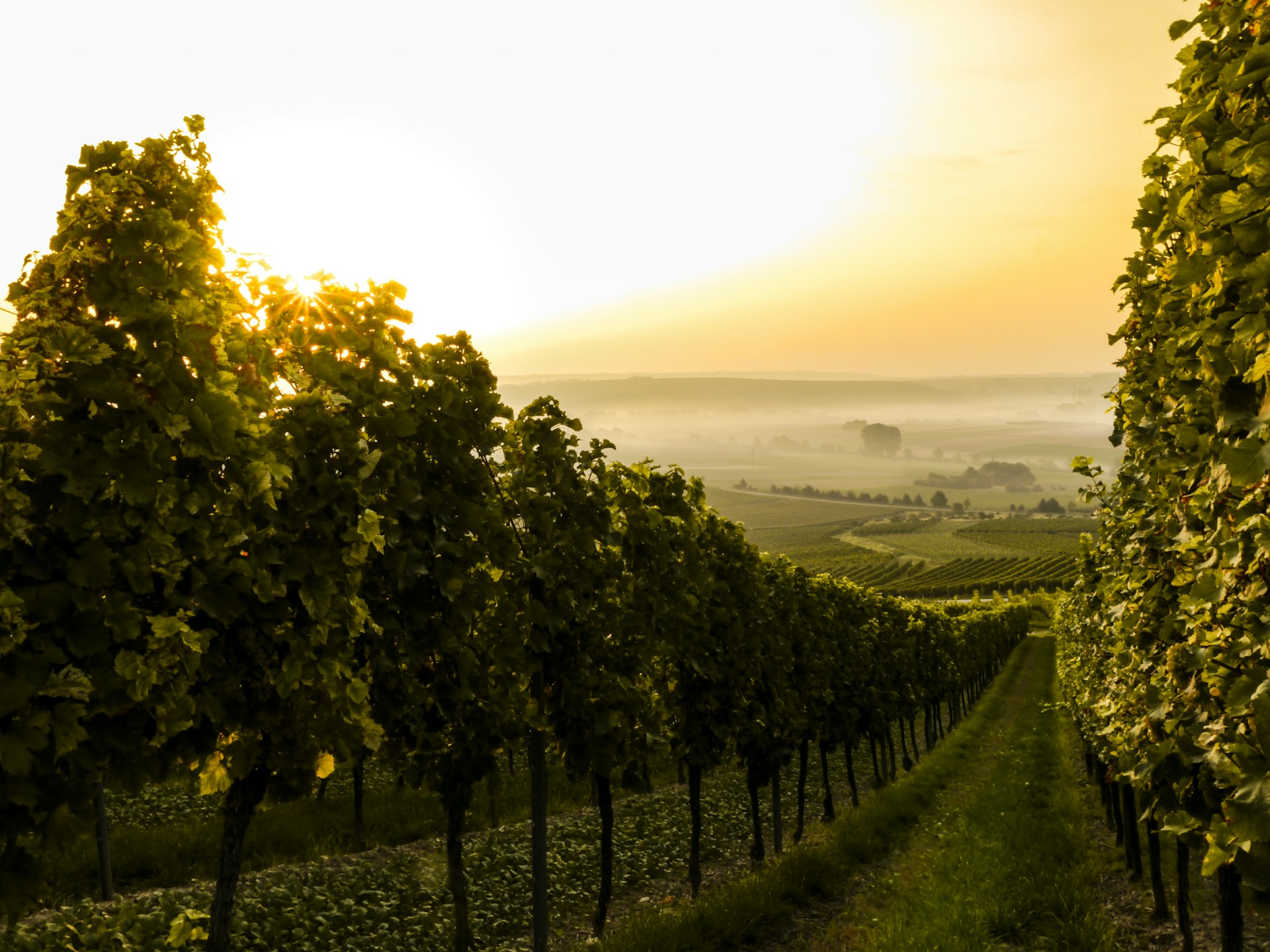 Complete Guide to the EU Wine Labelling Rules and Compliance Requirements in 2025